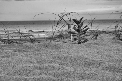 punta del este,乌拉圭,自然,南美,水平画幅,无人,夏天,户外,岛,海洋