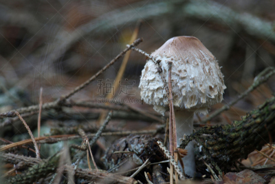 蘑菇,毒蘑菇,公园,水平画幅,林区,曙暮光,阴影,户外,树林,真菌