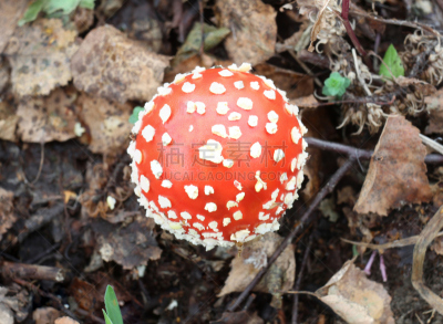 毒蘑菇,美,公园,水平画幅,研磨食品,户外,草,特写,橙色伞菌,食用菌