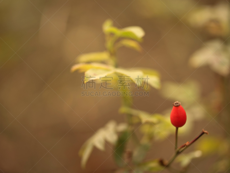 浆果,红色,灌木丛,野玫瑰果,水平画幅,维生素,法式食品,特写,植物,叶子