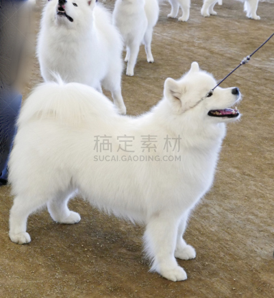狗,多样,垂直画幅,宠物收养,标准贵宾犬,动物保护,德国牧羊犬,比熊犬,伯恩山犬,萨摩耶犬