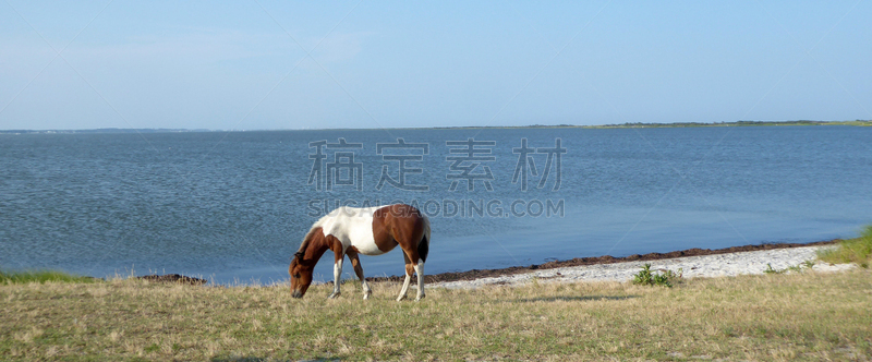 青可蒂格马,野生动物,全景,图像,海洋,小马,美国,动物,奇卡提哥岛,无人