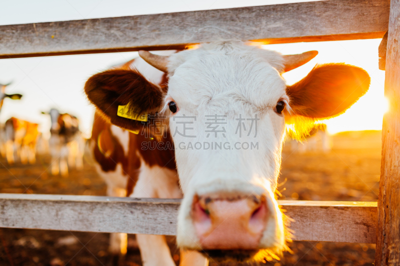 褐色,夏天,户外,特写,牛,母牛,农场,白色,日落,步行