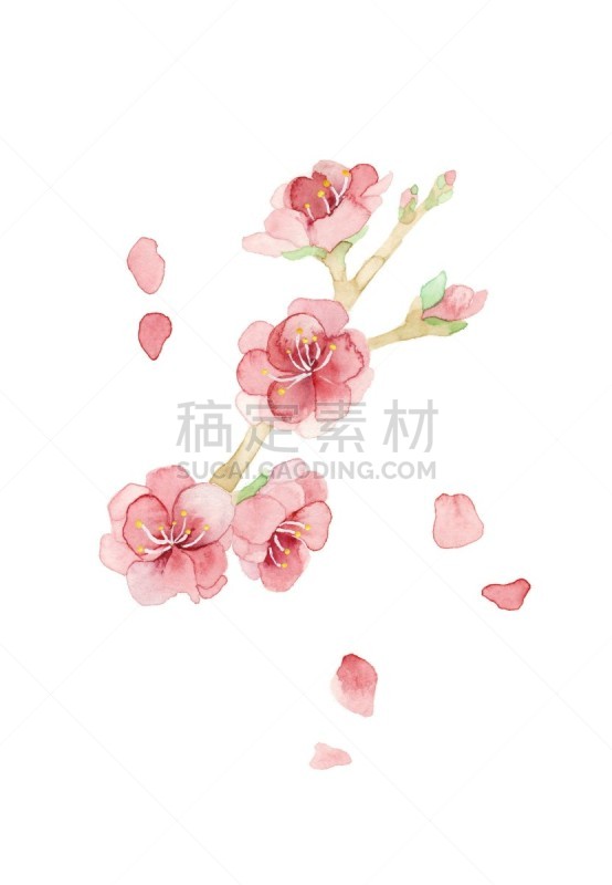 桃树,自然,水彩颜料,白色背景,水彩画颜料,粉色,垂直画幅,图像,花朵,美