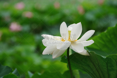荷花,雨,自然,水,水平画幅,绿色,无人,户外,仅一朵花,花