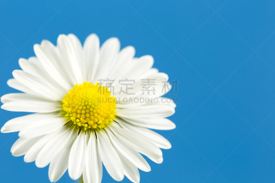 蓝色背景,分离着色,自然美,雏菊,手部骨骼,普通雏菊,萼片,雄蕊,美,花