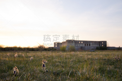 白头翁,小的,博里霍尔姆,奥兰,银莲花,水平画幅,无人,黄昏,草,废墟