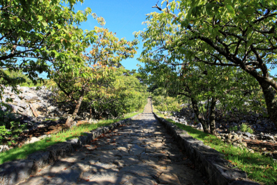 世界遗产,金归仁城,山原森林,琉球群岛,美,水平画幅,枝繁叶茂,夏天,户外,风景