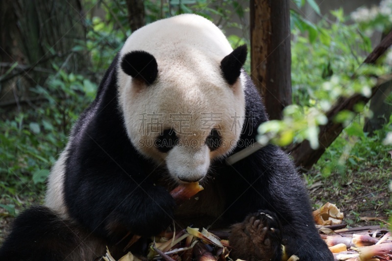 饥饿的,熊猫,可爱的,濒危物种,食品,野生动物,哺乳纲,生物,动物,中国