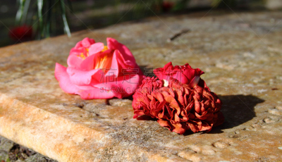 茶花,花朵,墓穴,块状,水平画幅,风化的,圣西蒙岛,无人,古老的