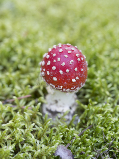 毒蘑菇,森林,垂直画幅,留白,无人,苔藓,户外,生物学,特写,真菌