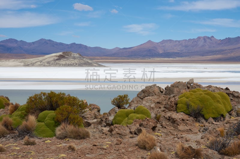 salar de surire,yareta,小羊驼,阿塔卡马沙漠,阿尔蒂普拉诺山脉,盐湖,南美,水,天空,水平画幅