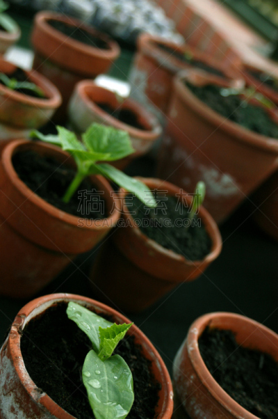 秧苗,垂直画幅,枝繁叶茂,风化的,无人,独特视角,前景聚焦,花蕾,植物,彩色图片