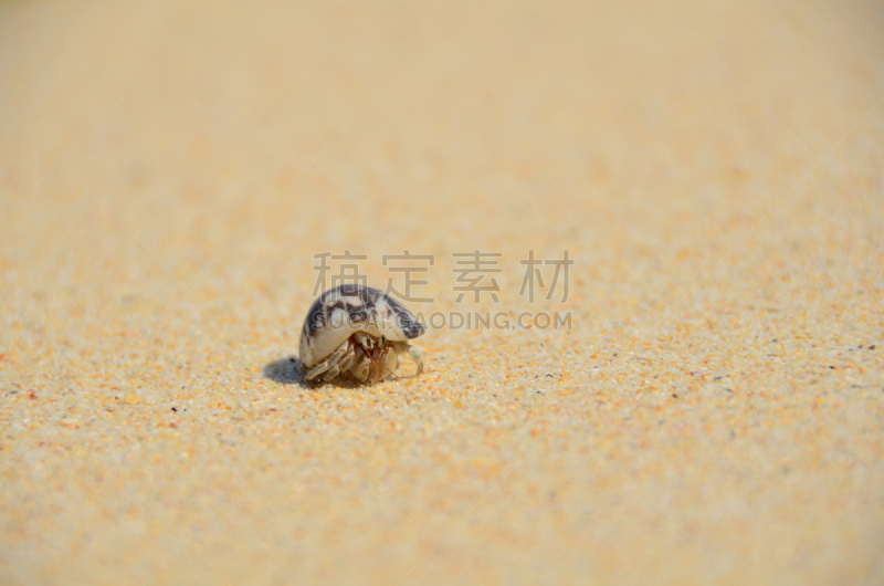 沙子,寄生蟹,无脊椎动物,水平画幅,安达曼海,夏天,海洋生命,户外,海洋,螃蟹