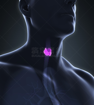 人,甲状腺,垂直画幅,会厌,形状,绘画插图,甲亢,健康保健