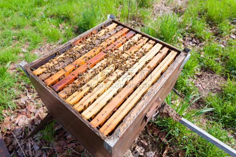 蜂箱,开着的,那波利甜点,昆虫群,beekeeper,蜂蜡,养蜂,梳子,美,水平画幅