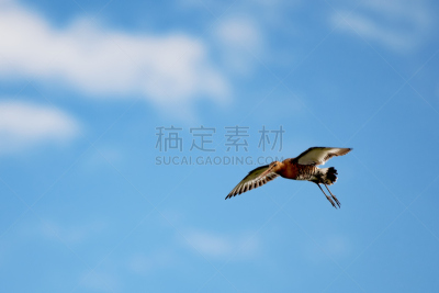 黑尾鹬,冰岛国,黑色,花条纹黑尾鹬,防水长靴,野生动物,翅膀,自然美,动物,鸟类