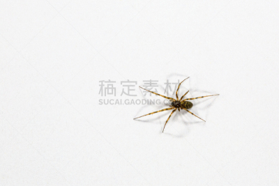 蜘蛛,蜘蛛恐惧症,图像,英国,蜘蛛纲,家蜘蛛,小的,动物,无人,昆虫