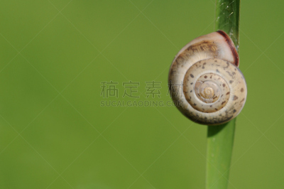 绿色,蜗牛,叶子,灰色菜园鼻涕虫,菜园蜗牛,美,留白,水平画幅,软体动物,缓慢的