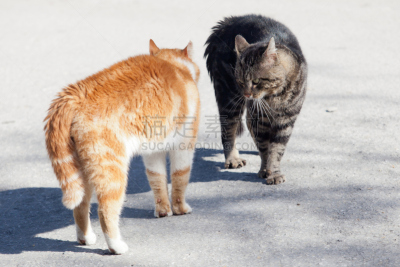 野生猫科动物,红松,灰色,太鼓,七夕节,歌舞伎,灯笼,动物围栏,水平画幅,巨大的