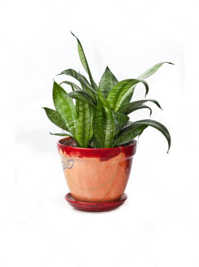 植物,花盆,住宅内部,垂直画幅,无人,荆棘,室内植物,特写,白色,肉质植物