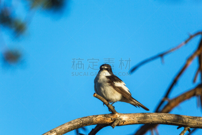 京燕,枝,斑姬鹟,水平画幅,鸟类,野外动物,夏天,户外,北美歌雀,树林
