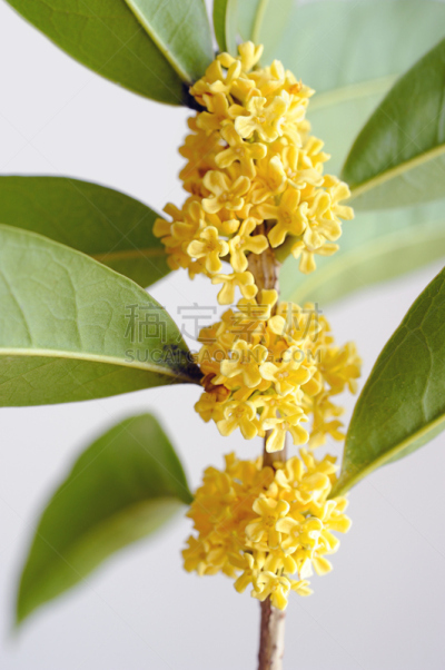 芳香的,甜食,嫩枝,中秋节,垂直画幅,选择对焦,美,无人,特写,植物