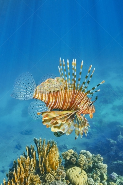沙姆谢伊赫,埃及,红海,垂直画幅,水,无人,水下,夏天,中东,礁石