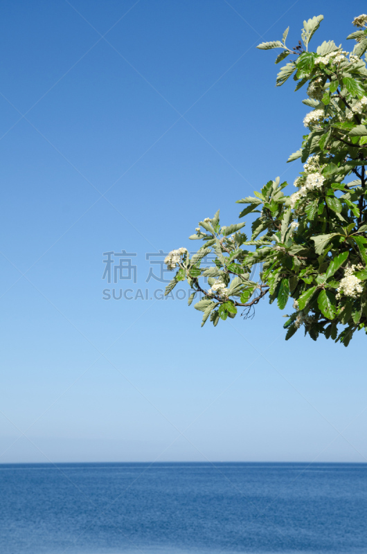 水,天空,枝,蓝色,花朵,白花楸,垂直画幅,无人,夏天,白色