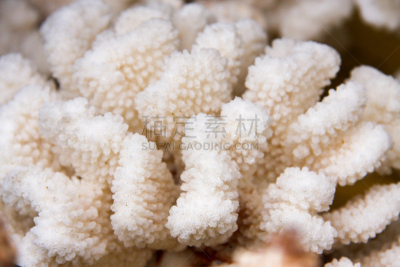 白色,珊瑚,接力赛,特写,穗花婆婆纳,细胞骨架,福氏副口,角孔珊瑚,世华建协地面,外来物种