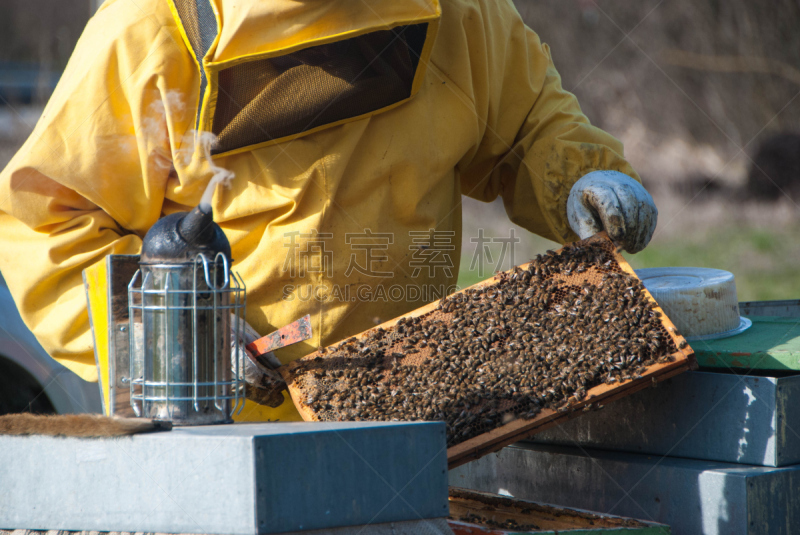 蜜蜂,beekeeper,自然,水平画幅,蜂箱,蜂蜡,蜂王浆,生物学,昆虫群,蜂蜜