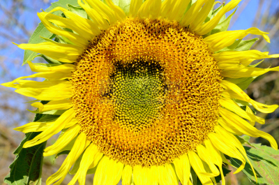 向日葵,common sunflower,美,水平画幅,无人,户外,泰国,雨林,活力,植物