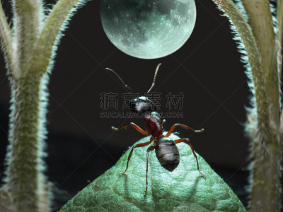 蚂蚁,月球行走,水平画幅,夜晚,月亮,特写,舞者,幽默,动物主题,摄影