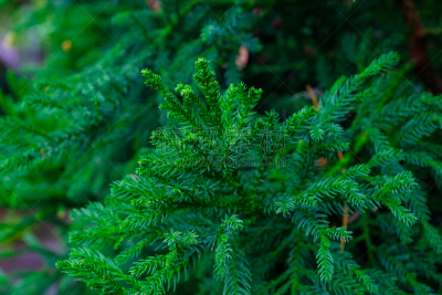 绿色,园林,西班牙,植物群,拥挤的,特内里费岛,水,兰花,枝繁叶茂,夏天