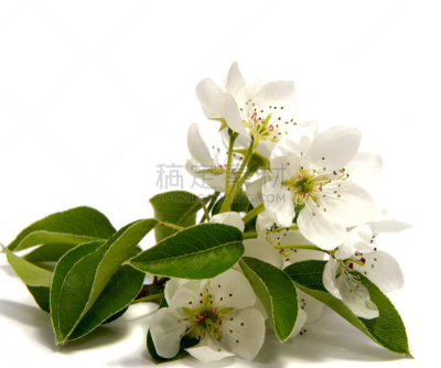 樱桃,花头,春天,白色背景,李子,弹出式商店,雄蕊,樱花,美,新的