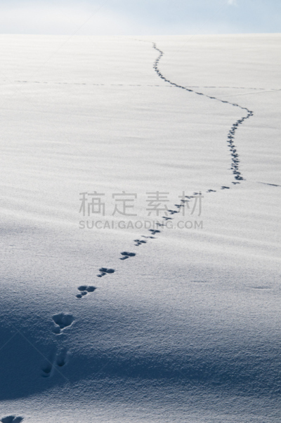 雪,动物,脚印,雪兔,爪印,自然,垂直画幅,里山,野生动物,非都市风光