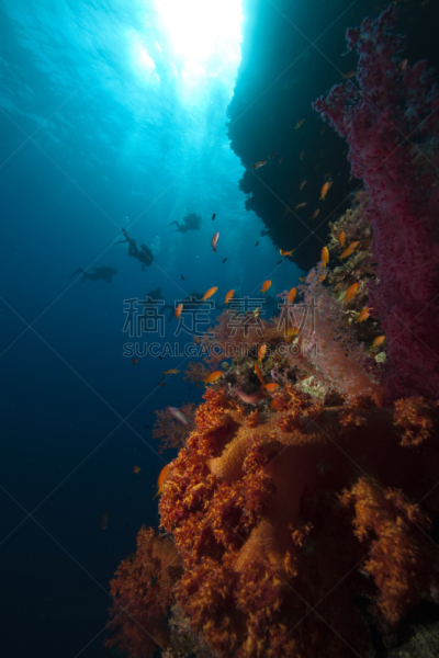 鱼类,海洋,达哈巴,软珊瑚,硬珊瑚,鱼群,红海,垂直画幅,在下面,水