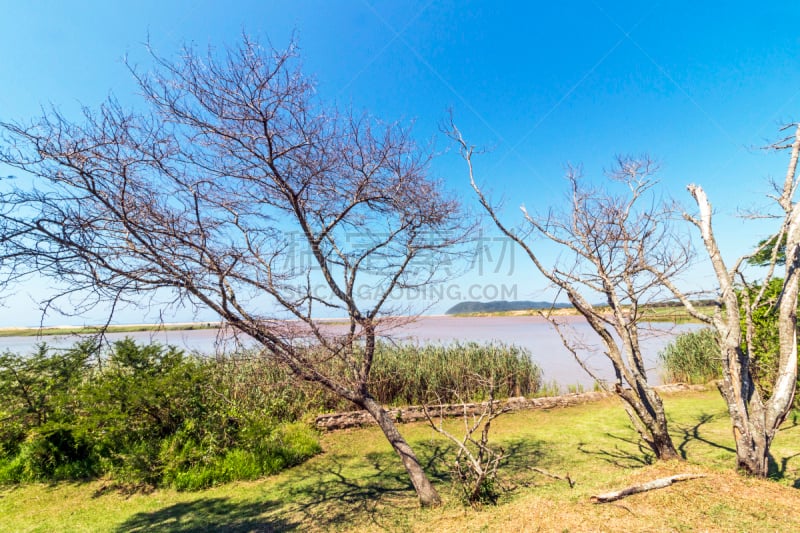 湿地,河口,植物群,圣卢西亚,水,天空,美,水平画幅,无人,巨大的