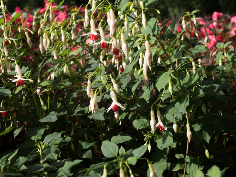 粉色,美,水平画幅,无人,夏天,户外,草,特写,花束,植物