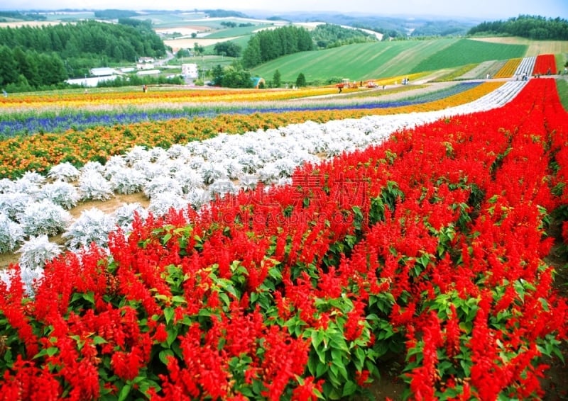 美瑛町,田地,富良野,富良野盆地,北海道,里山,水平画幅,山,旅行者,夏天