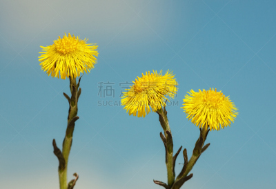 加莱克斯草,款冬花,天空,留白,水平画幅,无人,蓝色,健康保健,野生植物,野花