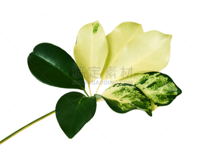 剪贴路径,热带气候,灌木,叶子,白色背景,多样,鸡尾酒,黄金,分离着色,美