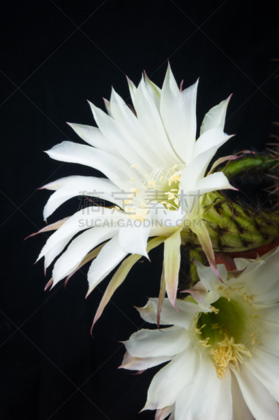 仙人掌,特写,桶仙人掌,选择对焦,阿根廷,沙漠,植物,雌蕊,装管,耙