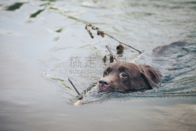进行中,户外,池塘,狗,褐色,brown dog tick,纯种犬,寻回犬,水平画幅,嬉戏的