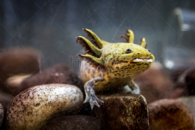 美国,水平画幅,华盛顿州,西雅图,无人,动物,axolotl,美国西北太平洋地区,摄影