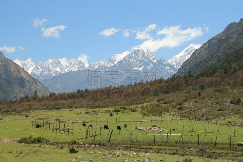 牦牛,草,草地,黑色,天空,水平画幅,雪,无人,户外,山