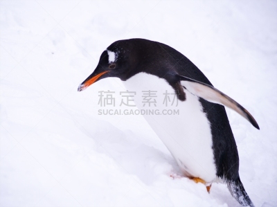 雪,企鹅,圣伯纳犬,自然界的状态,模板,生物,动物,鸟类,巴布亚企鹅,户外
