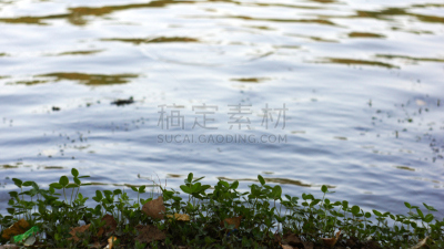 湖,水边,植物群,自然,水,公园,度假胜地,湖岸,水平画幅,地形