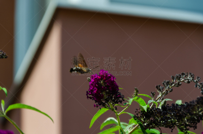 特写,醉鱼草,天蛾,蜂鸟天蛾,动物食性,平衡折角灯,蜂鸟,季节,夏天,春天