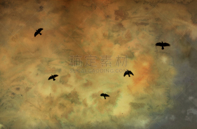 鸟类,麻雀,自然,华丽的,一个物体,野生动物,图像,动物斑纹,北美歌雀,枝
